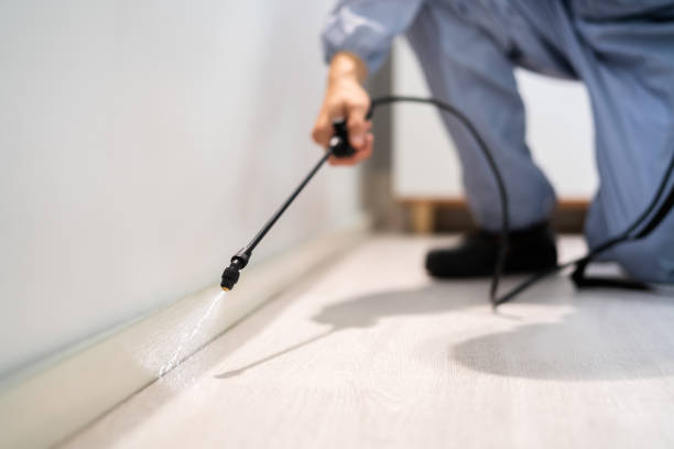 Licensed Termite Control service in Cranston, RI - Nex Pest Control