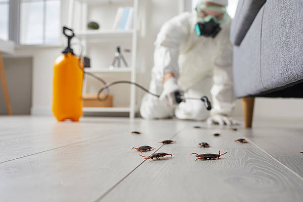 Affordable Termite Control solutions in Cranston, RI